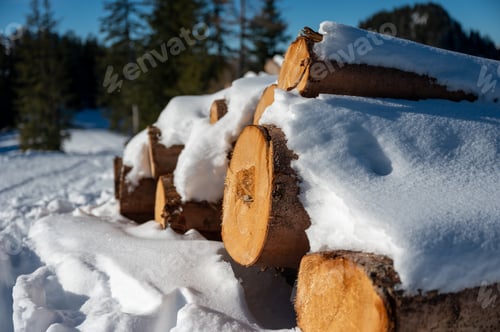 Preview: Closeup shot of snow-capped trunks in countryside