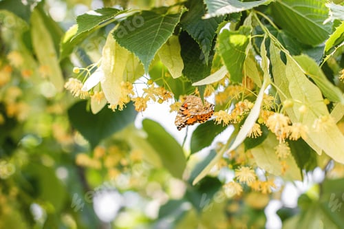 Preview: spring background with closeup of Linden tree flowers