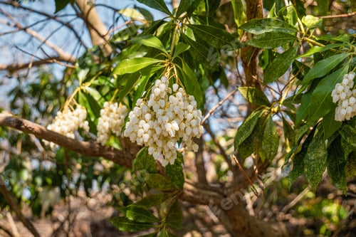Preview: White flowering bush