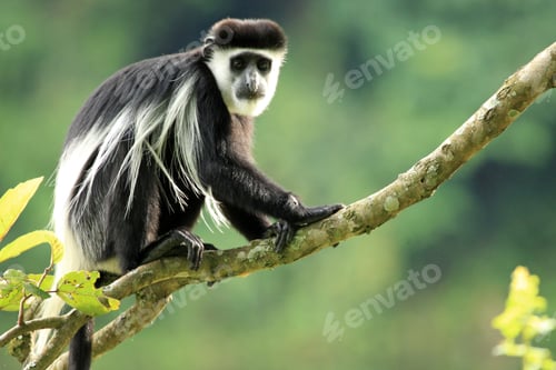 Preview: Black and White Colobus - Uganda, Africa