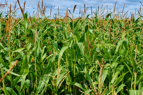 Preview: Close up of ear of corn in cornfield