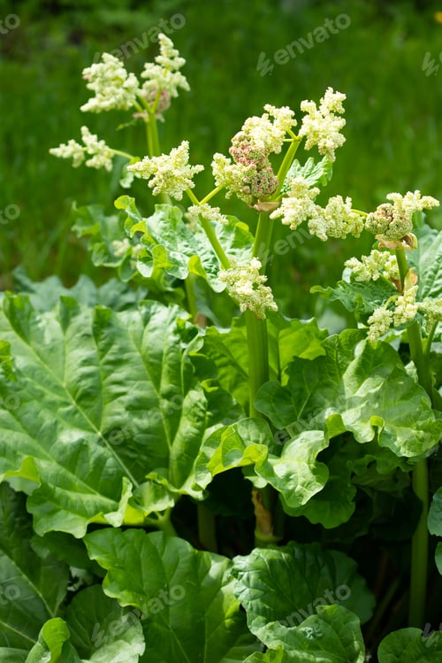 Preview: Growing rhubarb in home garden