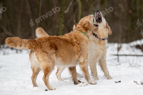 Preview: Two golden retriever dogs outdoor