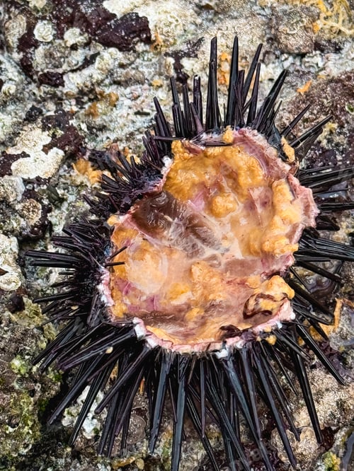 Preview: Unique underwater life forms found in Socotras coastal waters during low tide exploration