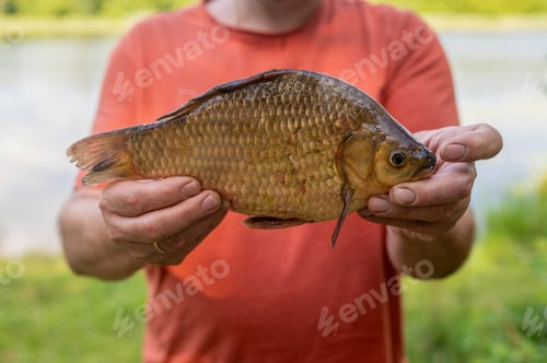 Preview: Male hands holding freshly caught fish close-up after river fishing