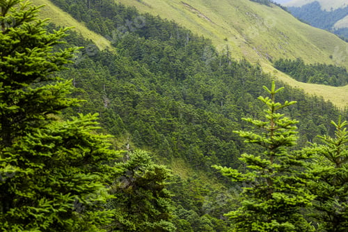 Preview: Greenery forest on the mountain