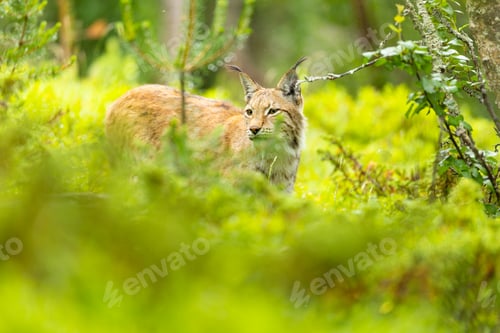 Preview: Lynx in lush green forest habitat exhibiting natural beauty and alertness