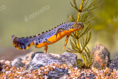 Preview: Alpine newt aquatic animal swimming in freshwater habitat