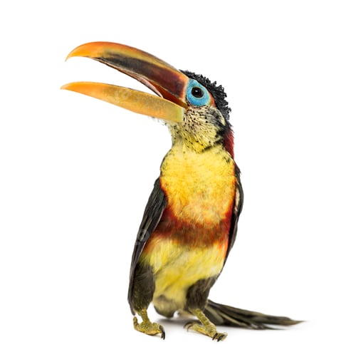 Preview: Curl-crested aracari, isolated on white