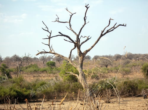 Preview: African savannah arid landscape, Bare tree, blue sky