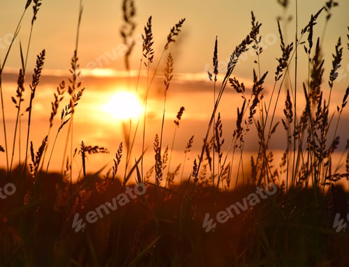 Preview: Sunset through tall grasses