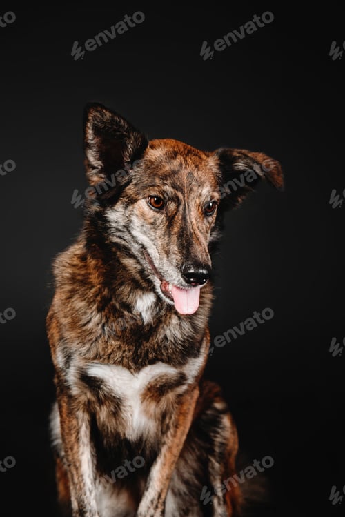 Preview: Mixed breed dog on a black background in the studio