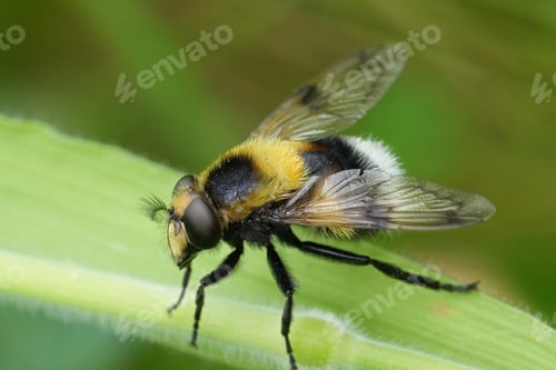 Preview: Closeup on a colorful European bumblebee-mimicking plumehorn, hoverfly, Volucella bombylans