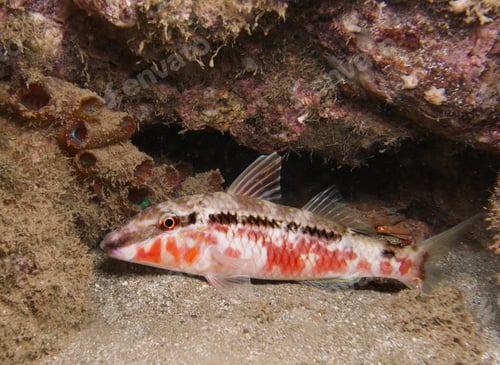 Preview: A beautiful goat fish from Cyprus