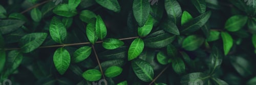 Preview: Green plant foliage nature background, top view banner.