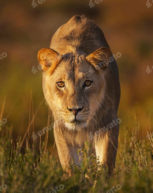 Preview: Best wildlife experiences in the world