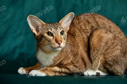 Preview: Oriental Shorthair kitten. Looking beside camera with mesmerizing green eyes. Isolated on a green
