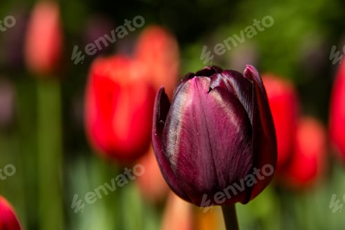 Preview: Plum coloured tulip