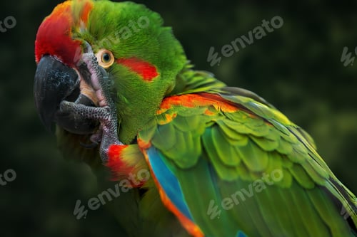 Preview: Red-fronted Macaw parrot (Ara rubrogenys)