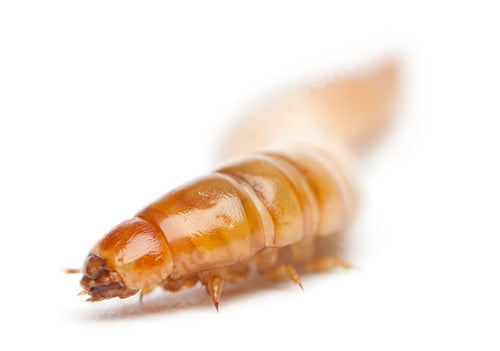 Preview: Larva of Mealworm, Tenebrio molitor, in front of white background