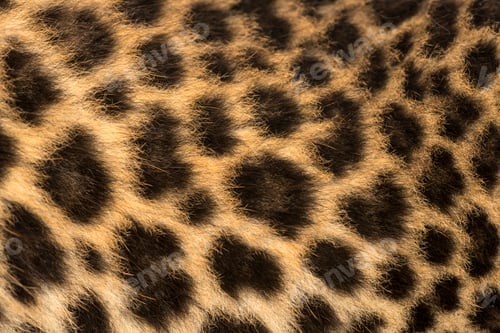Preview: Macro of a Spotted Leopard cub's fur - Panthera pardus, 7 weeks old