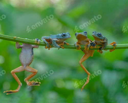 Preview: Four Tree Frogs Flying Frog Hang on a Branch