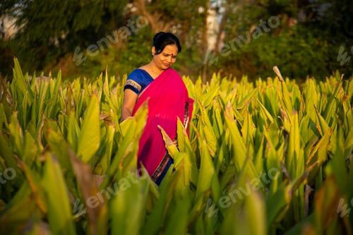 Preview: Woman observing in green turmeric agriculture field.