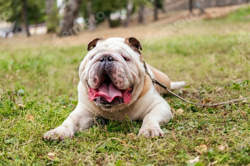 Preview: English bulldog laying on grass in park outdoors. Dog on the leash