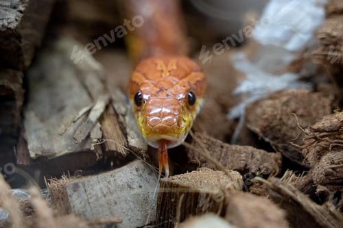 Preview: Portrait of a Corn Snake