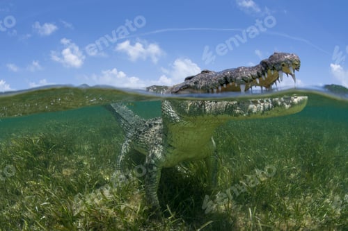 Preview: American crocodile (crodoylus acutus) looking out from surface of shallow waters of Chinchorro Atoll