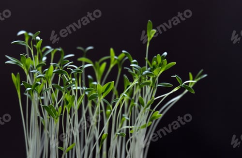 Preview: Green Sprouts against black background
