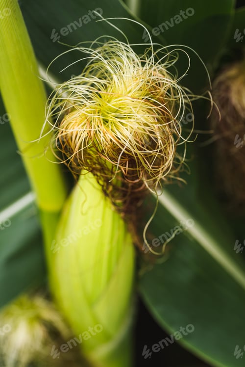 Preview: Closeup of a young maize plant in summer