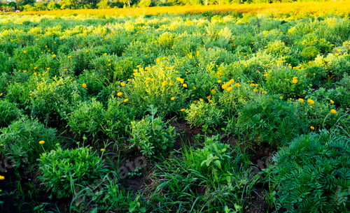 Preview: Background of vegetation green color.