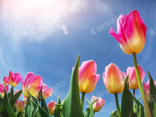 Preview: sunlight through red tulips field. Beauty world. Holland