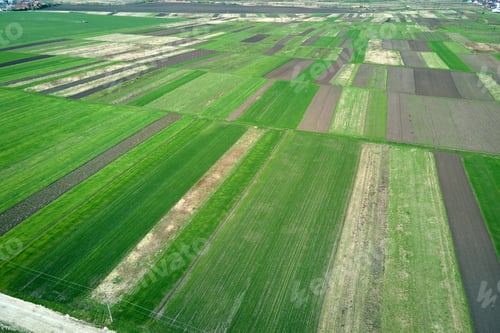 Preview: Green agricultural field with growing crops in summer season. Farming and agriculture industry
