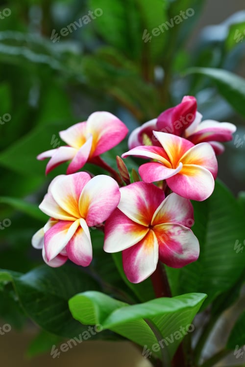 Preview: plumeria flowers and leaves