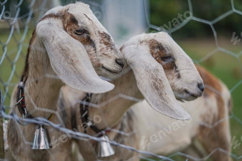 Preview: Animal - Goat