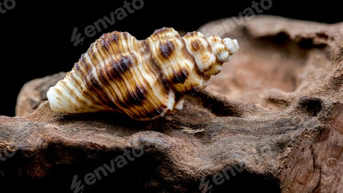 Preview: Striped Seashell on Rough Driftwood
