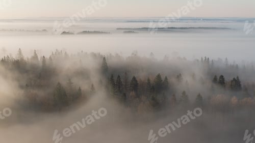 Preview: Aerial view of foggy forest on a sunny day