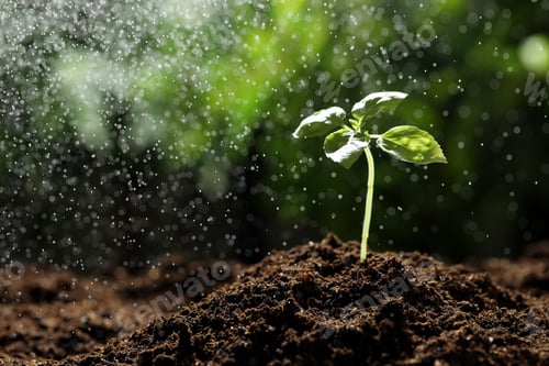 Preview: Water drops falling onto young plant with green leaves in soil outdoors, closeup. Space for text