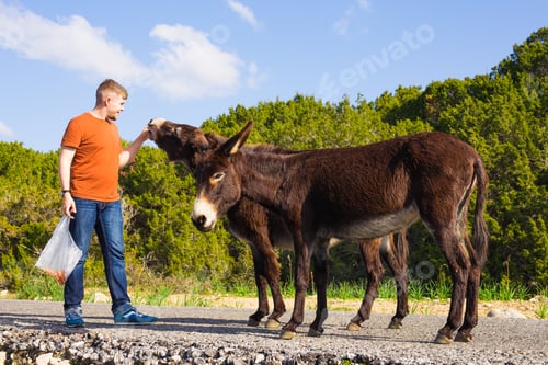 Preview: Young man feeding a wild donkeys out of hand. Wildlife, mammals, animals and nature concept
