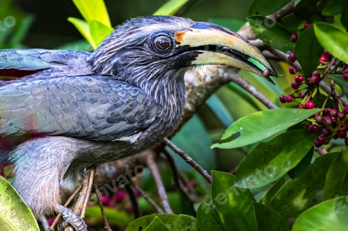 Preview: Malabar grey hornbill perched on a tree branch with green foliage. Thattekad, Kerala, India