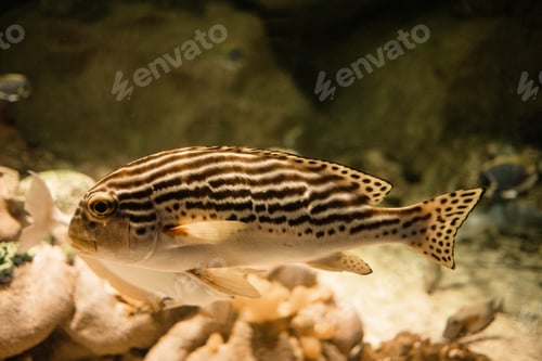 Preview: fish in reef aquarium. juveniles