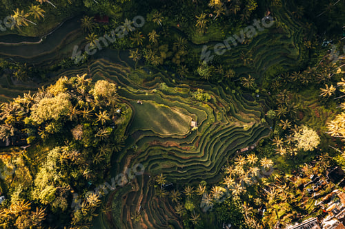 Preview: Aerial drone view of Tegallalang Rice fields terraces in Ubud, Bali, Indonesia