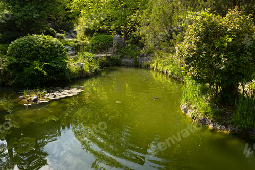 Preview: A pond with turtles in the park