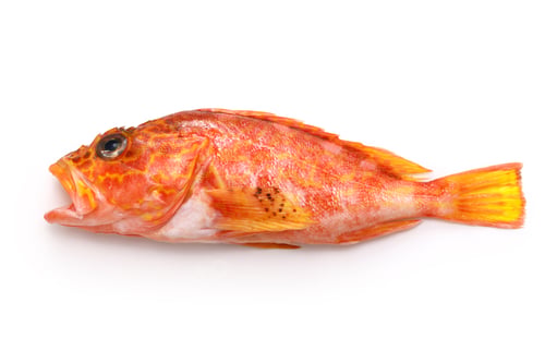 Preview: Yellowbarred red rockfish( Ayame Kasago ) isolated on white background