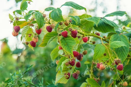 Preview: Ripe raspberries in the garden. Selective focus.