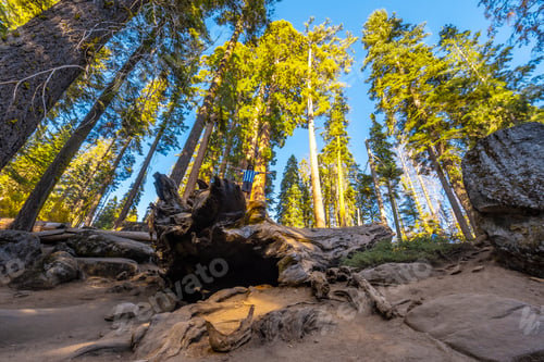 Preview: A young man walking on top of a dead tree in Sequoia National Park, California.