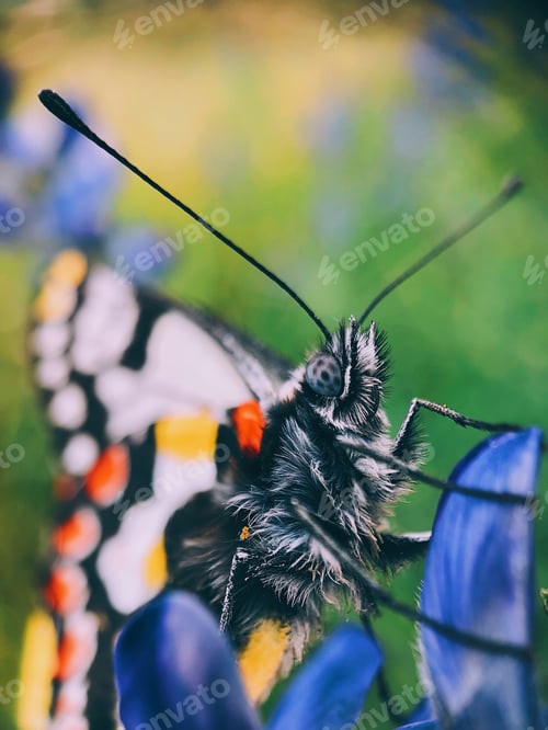Preview: Macro Butterfly