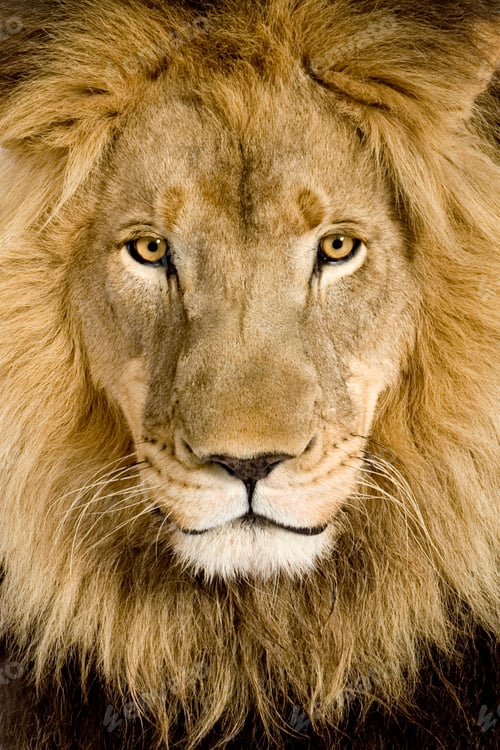 Preview: Close-up on a Lion's head (4 and a half years) - Panthera leo